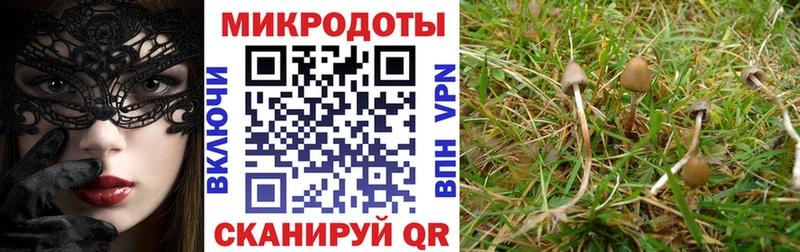 OMG ссылка  Кинель  Галлюциногенные грибы мицелий 